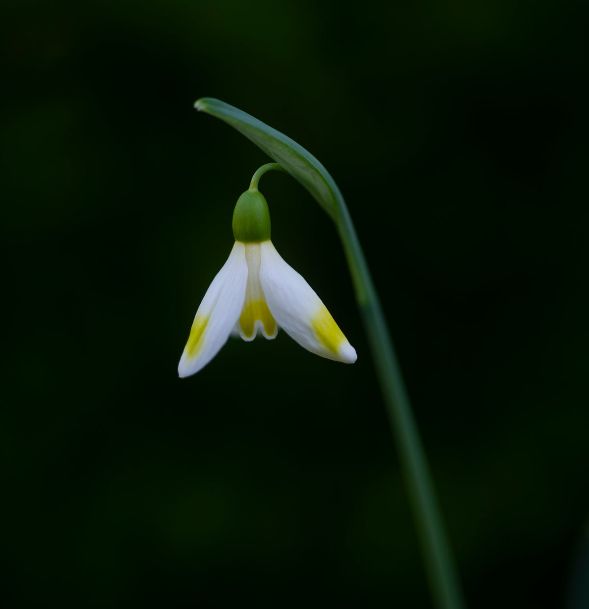 Galanthus 'Bitter Lemons' snowdrop – photo 6