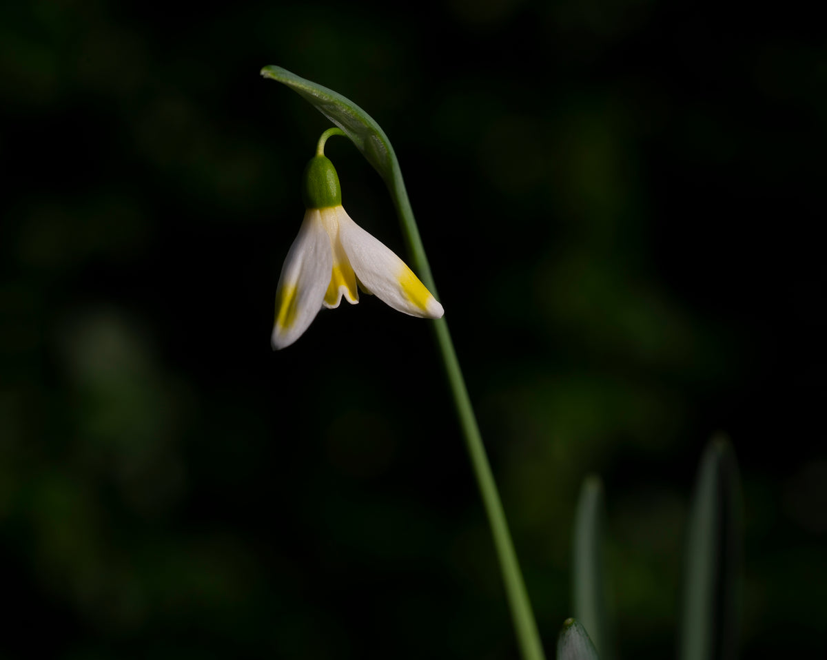 Galanthus 'Bitter Lemons' snowdrop – photo 7