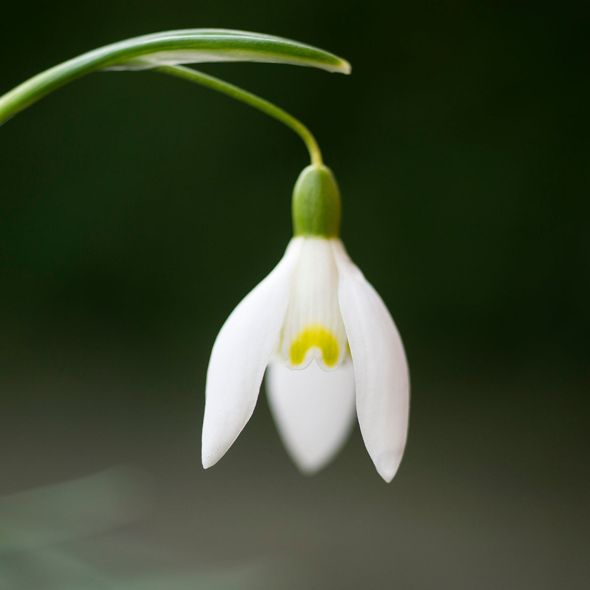 Galanthus nivalis 'Blonde Inge' snowdrop flower