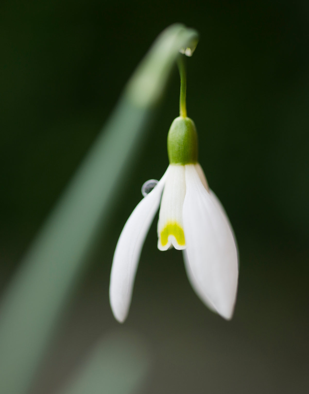 Galanthus nivalis 'Blonde Inge' snowdrop – photo 2