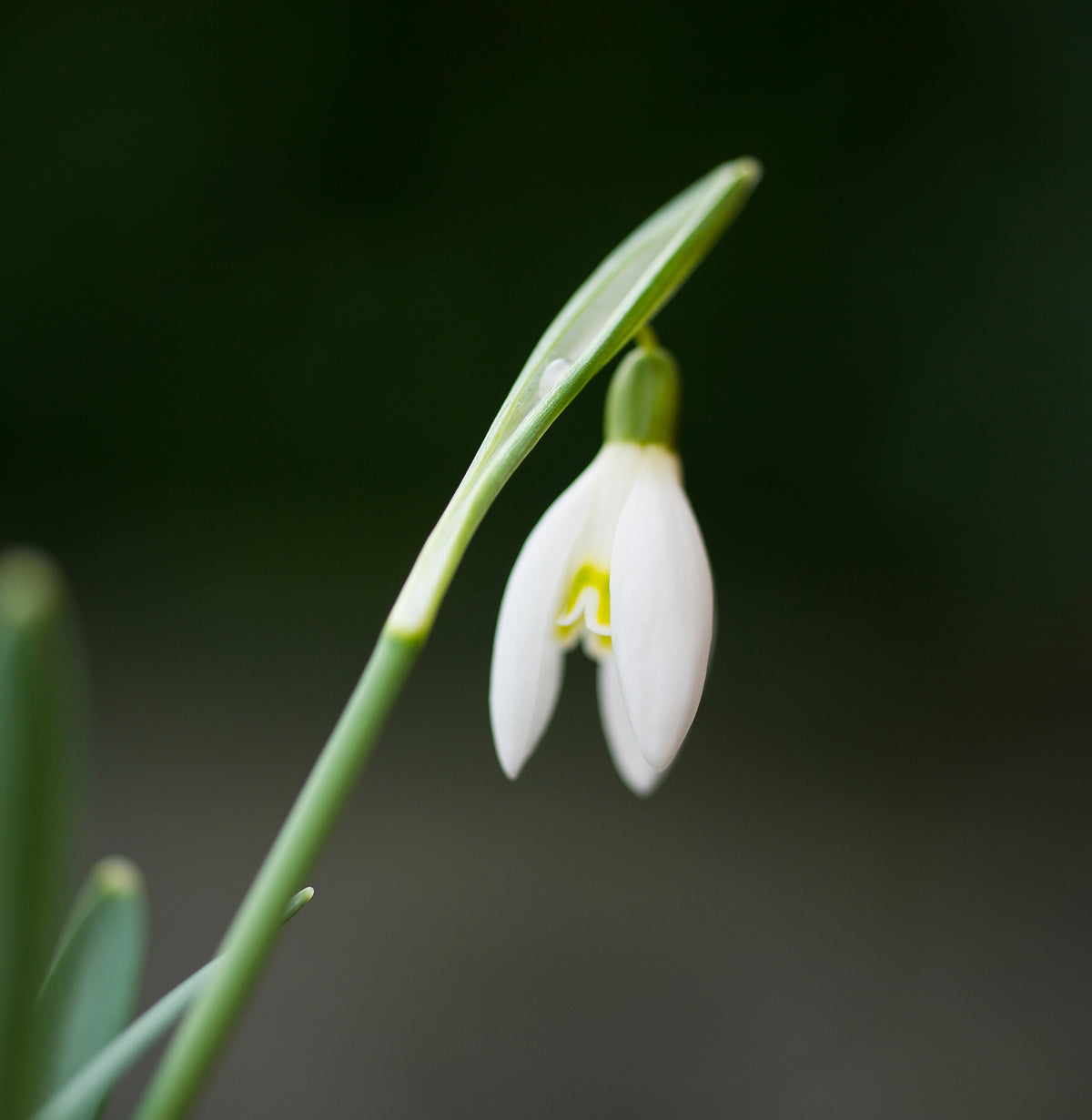 Galanthus nivalis 'Blonde Inge' snowdrop – photo 3