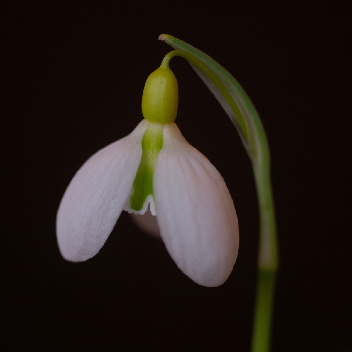 Galanthus 'Bloomer'