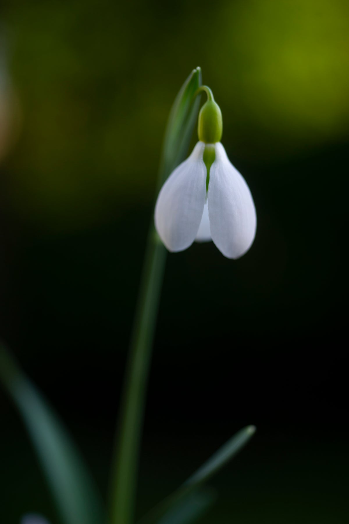 Galanthus 'Bloomer'