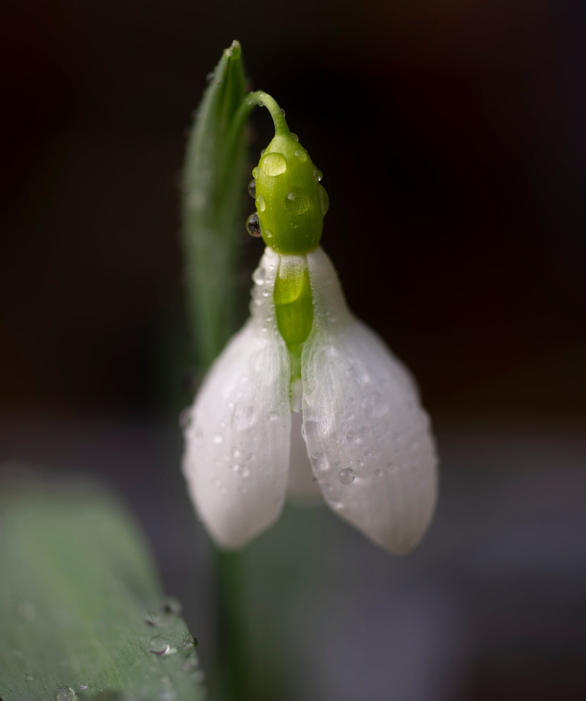 Galanthus 'Bloomer'