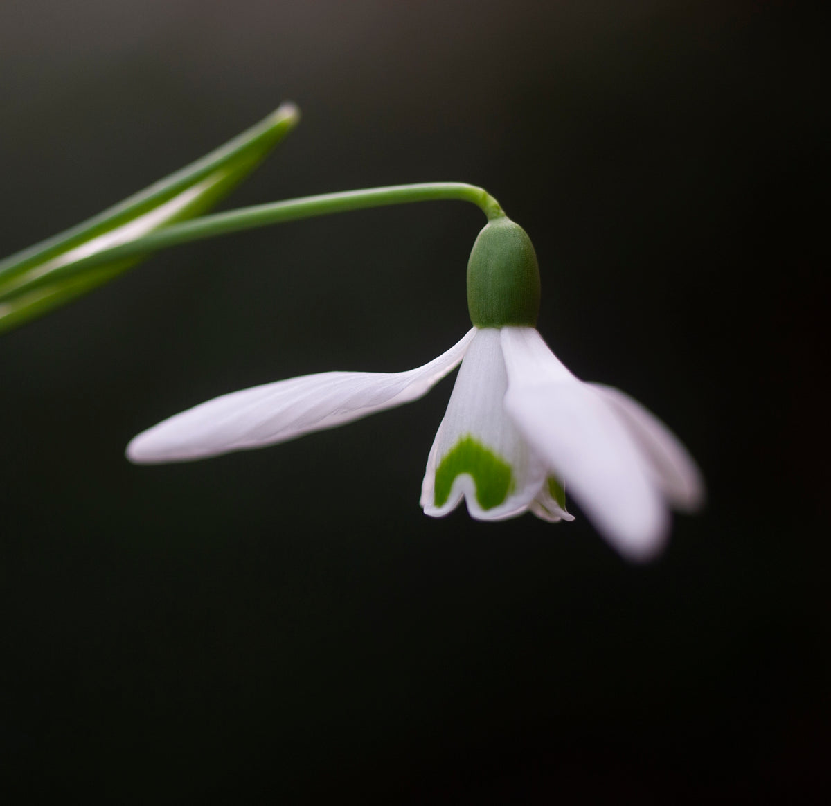 Galanthus 'Brenda Troyle' snowdrop – photo 2