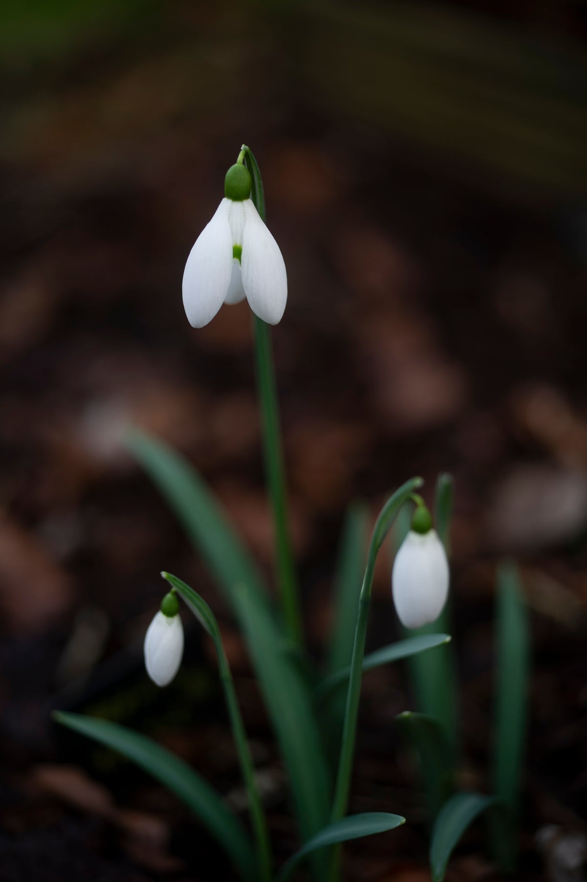 Galanthus 'Brenda Troyle' snowdrop – photo 3