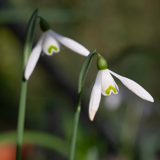 Galanthus 'Brenda Troyle' snowdrop flower