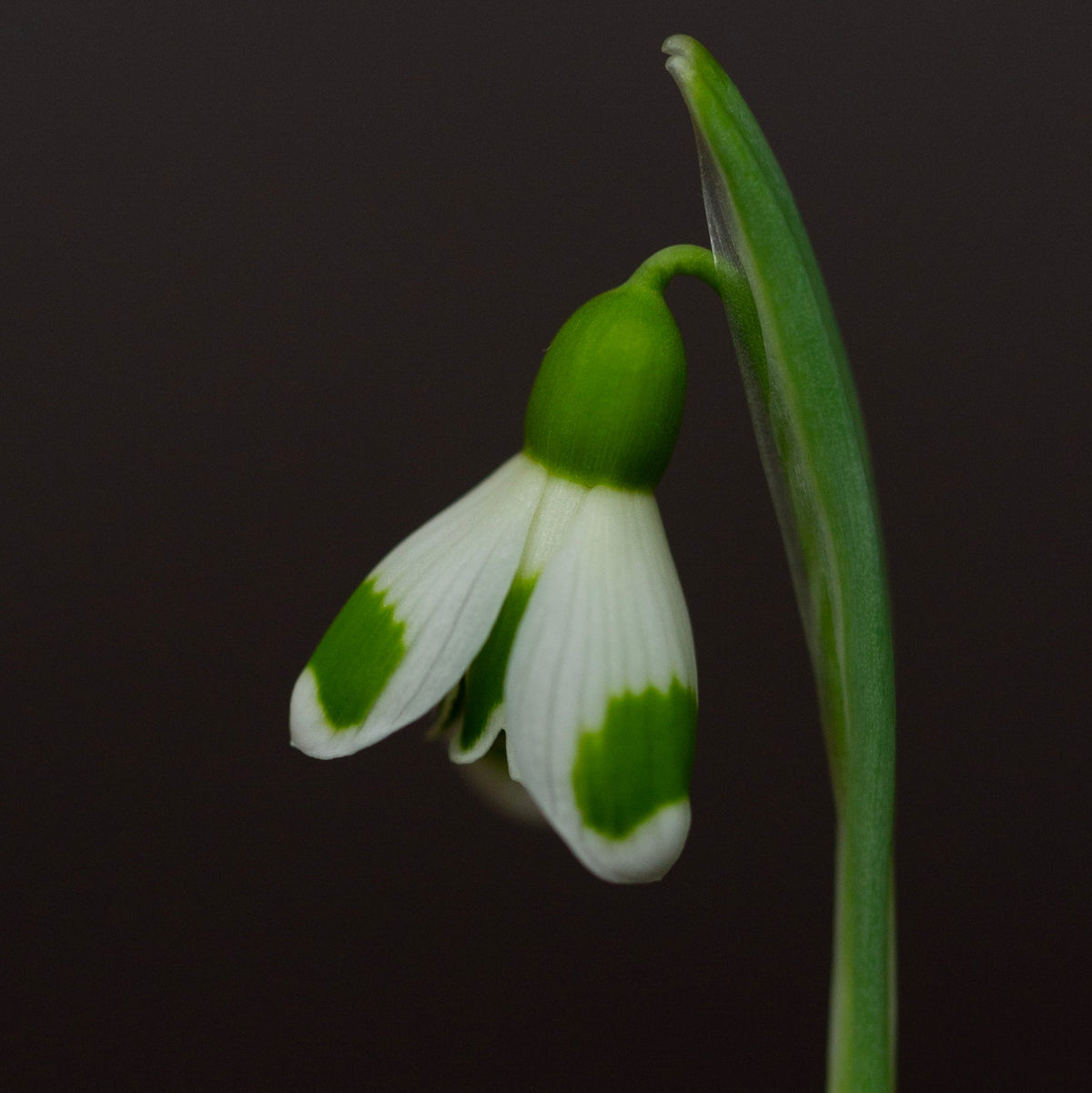 Galanthus 'Bumblebee'