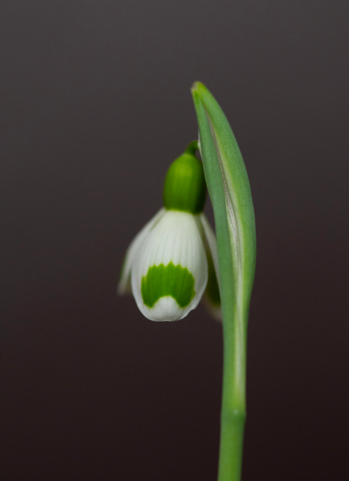 Galanthus 'Bumblebee'