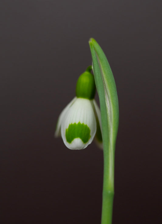 Galanthus 'Bumblebee'