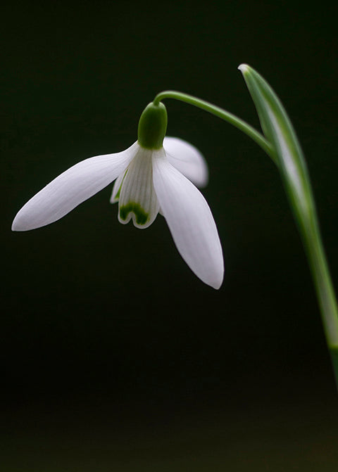 Galanthus nivalis 'Bungee' snowdrop – photo 2