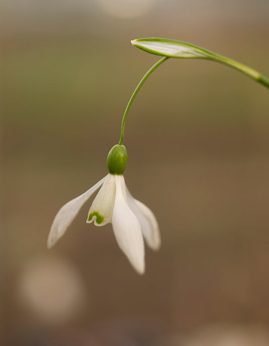 Galanthus 'Bungee' snowdrop flower