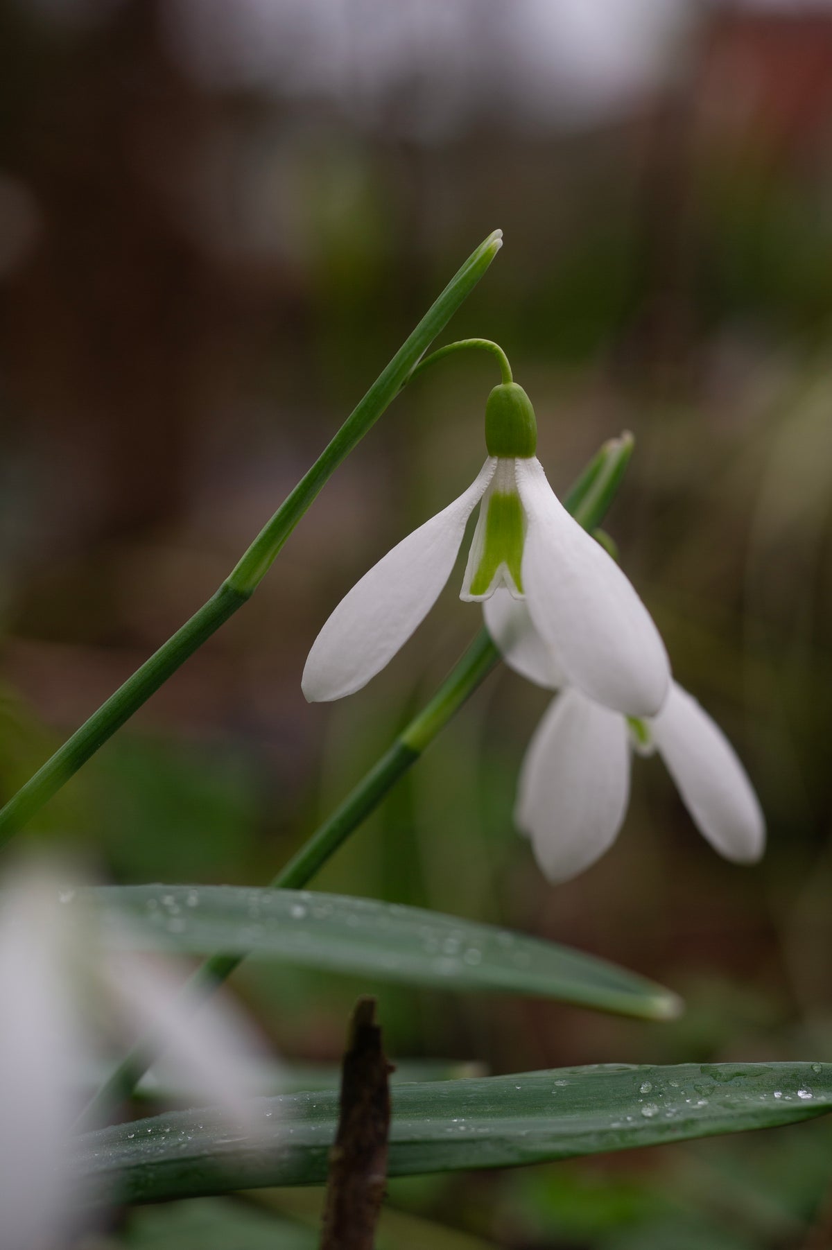 Galanthus plicatus 'Castle Plum' snowdrop – photo 3