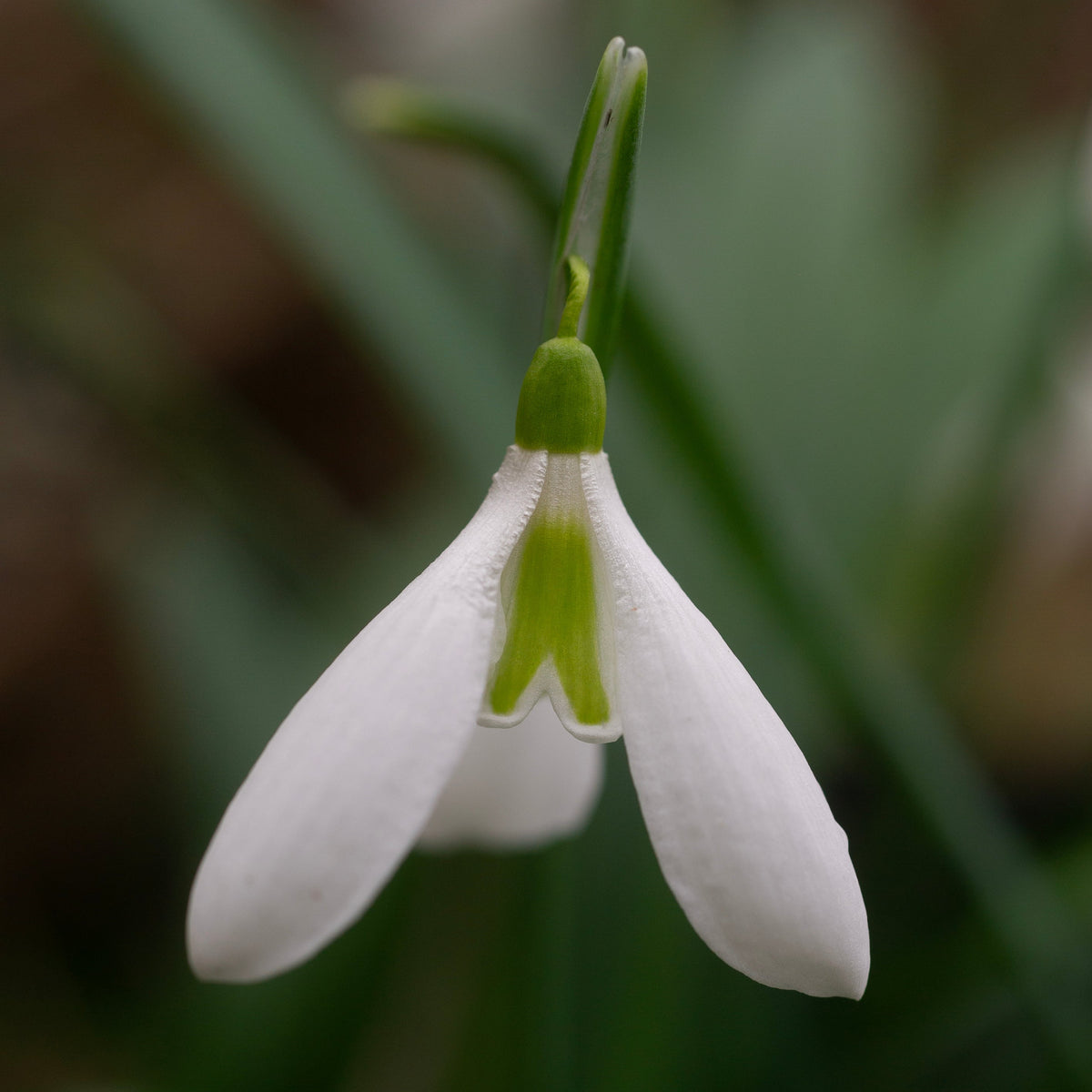 Galanthus plicatus 'Castle Plum' snowdrop flower