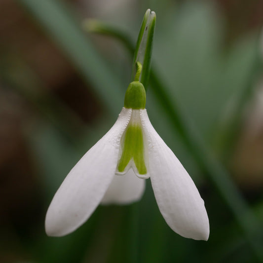 Galanthus plicatus 'Castle Plum' snowdrop flower