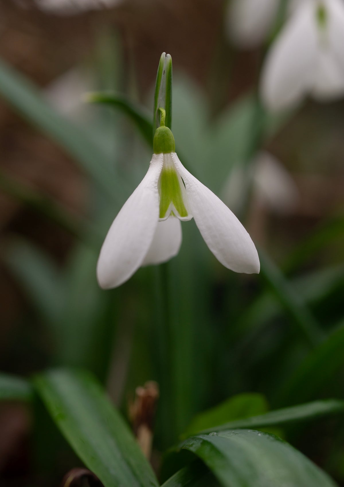 Galanthus plicatus 'Castle Plum' snowdrop – photo 2