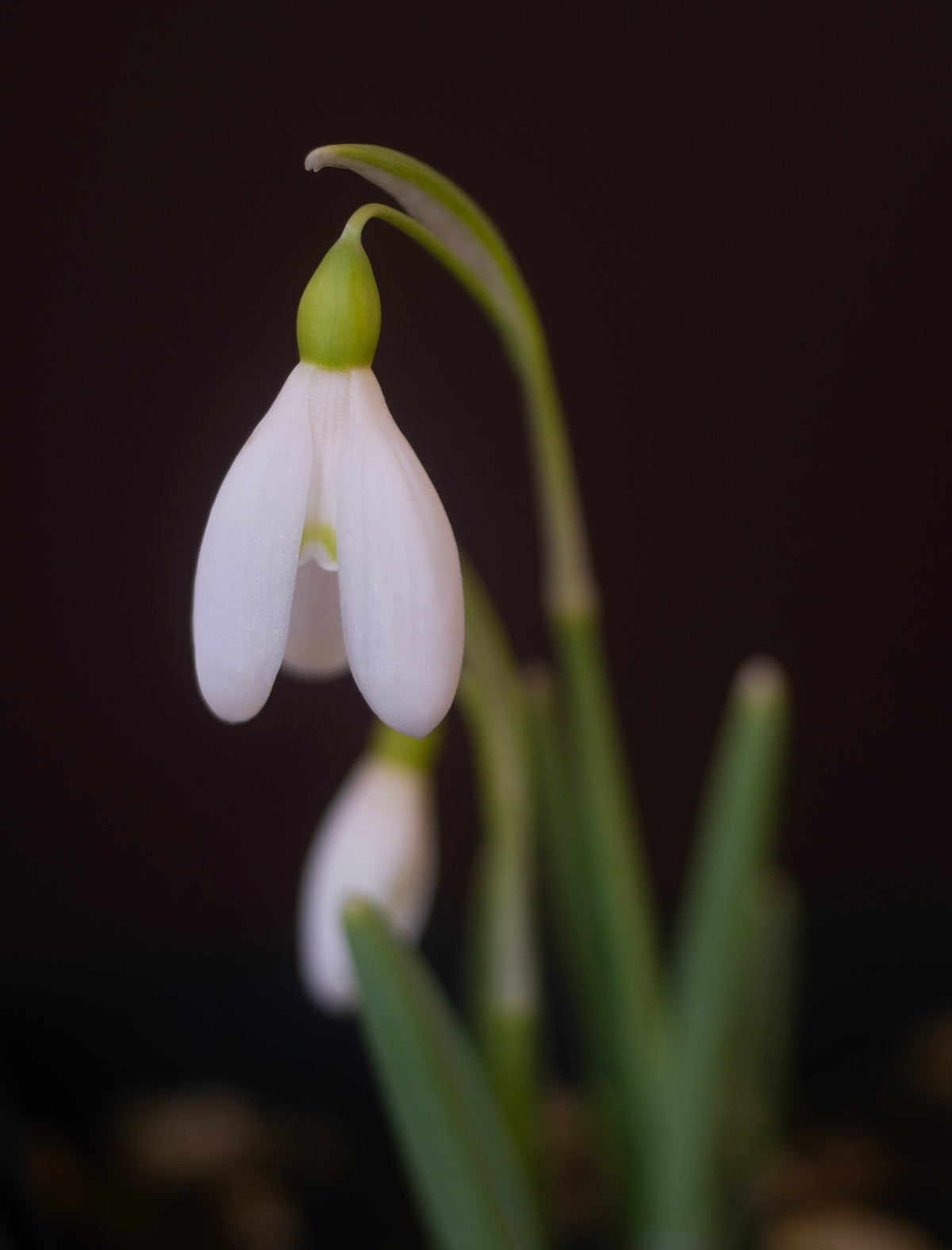 Galanthus nivalis 'Celia Megers' snowdrop – photo 2