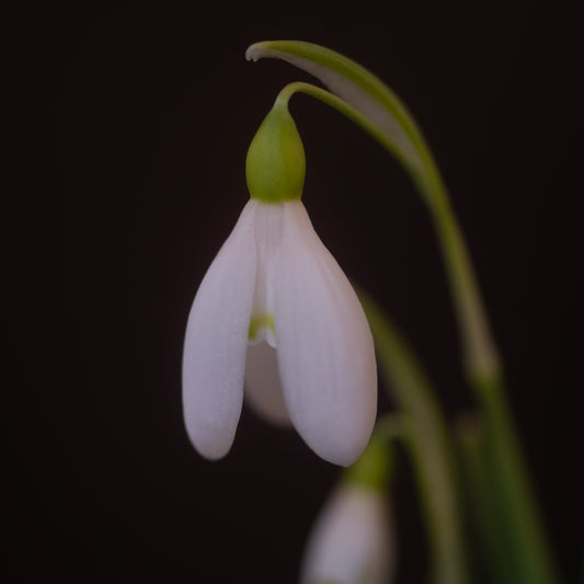 Galanthus nivalis 'Celia Megers' snowdrop flower