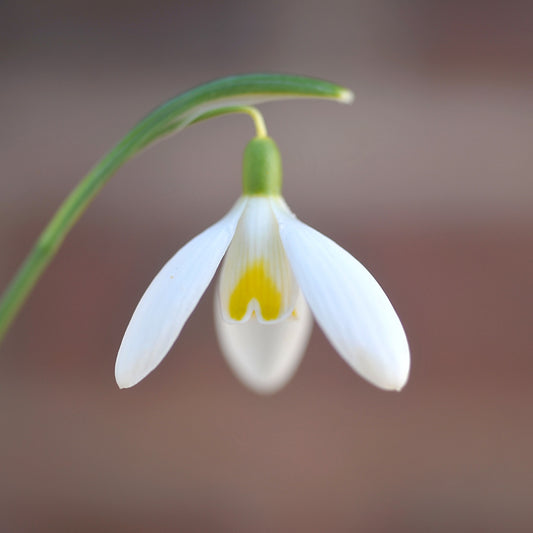 Galanthus 'Chameleon' snowdrop flower