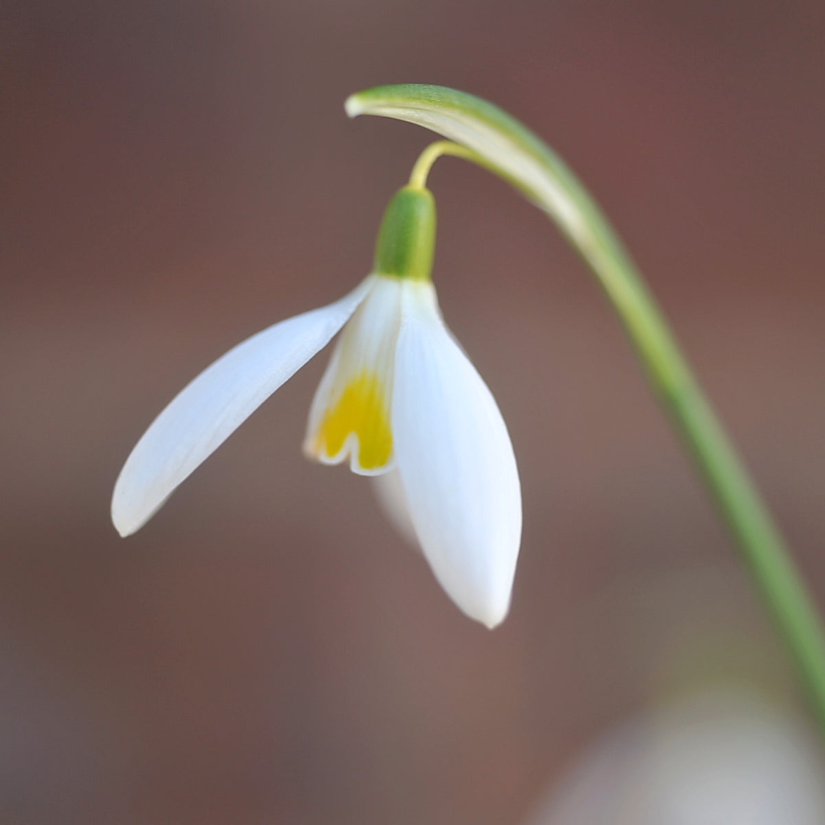 Galanthus 'Chameleon' snowdrop – photo 2