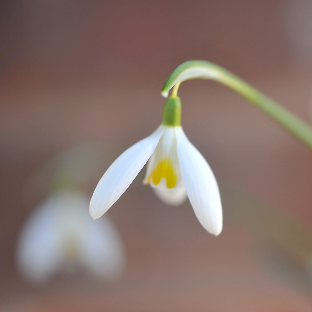 Galanthus 'Chameleon' snowdrop – photo 3