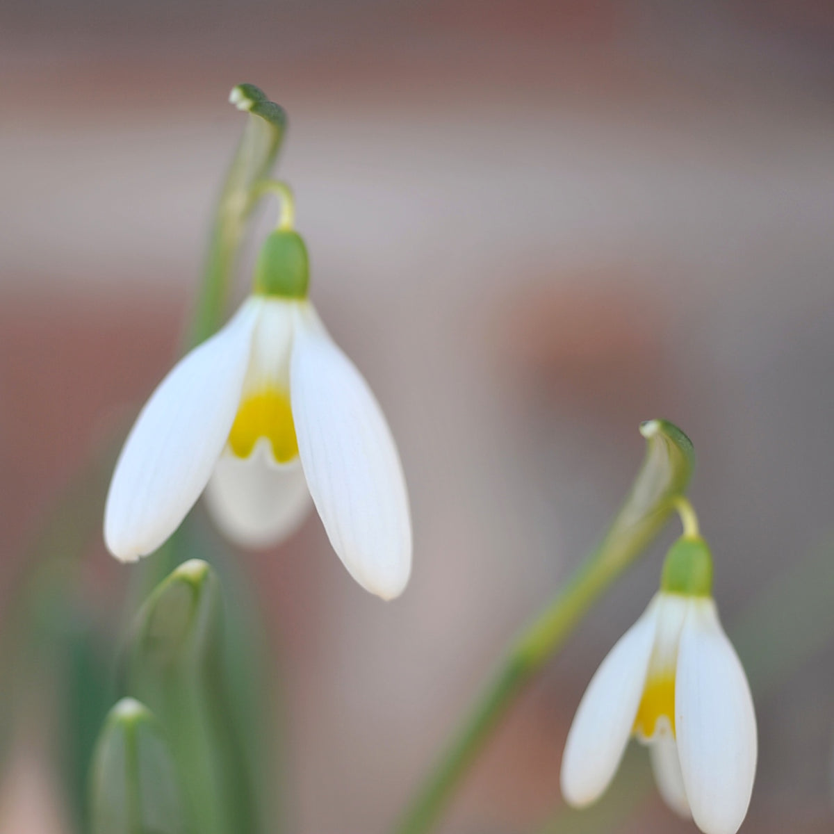 Galanthus 'Chameleon' snowdrop – photo 4
