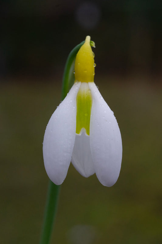 Galanthus 'Chantry Dazzle'