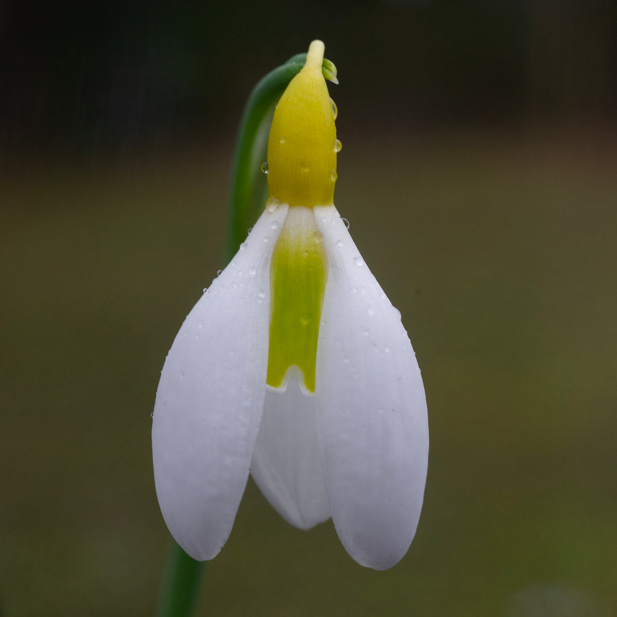 Galanthus 'Chantry Dazzle'