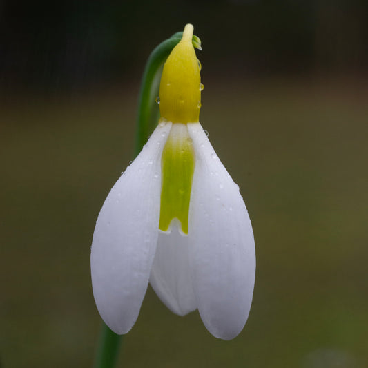 Galanthus 'Chantry Dazzle'