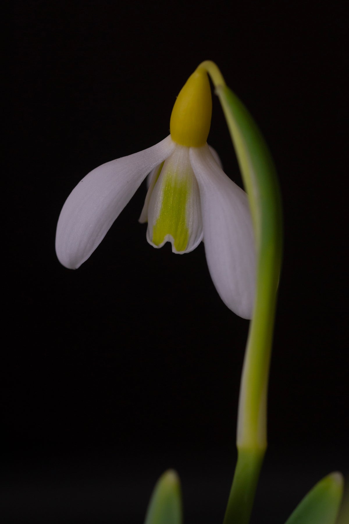 Galanthus 'Chantry Dazzle'