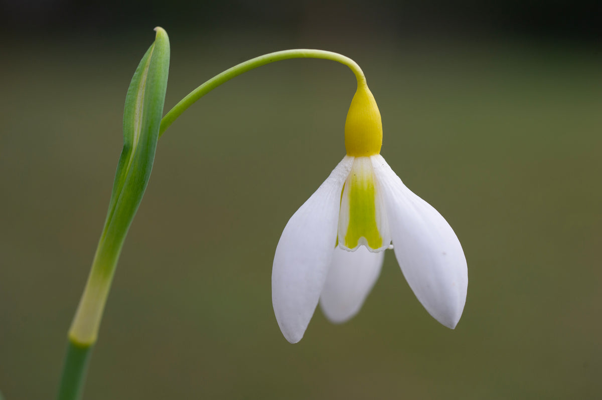 Galanthus 'Chantry Dazzle'