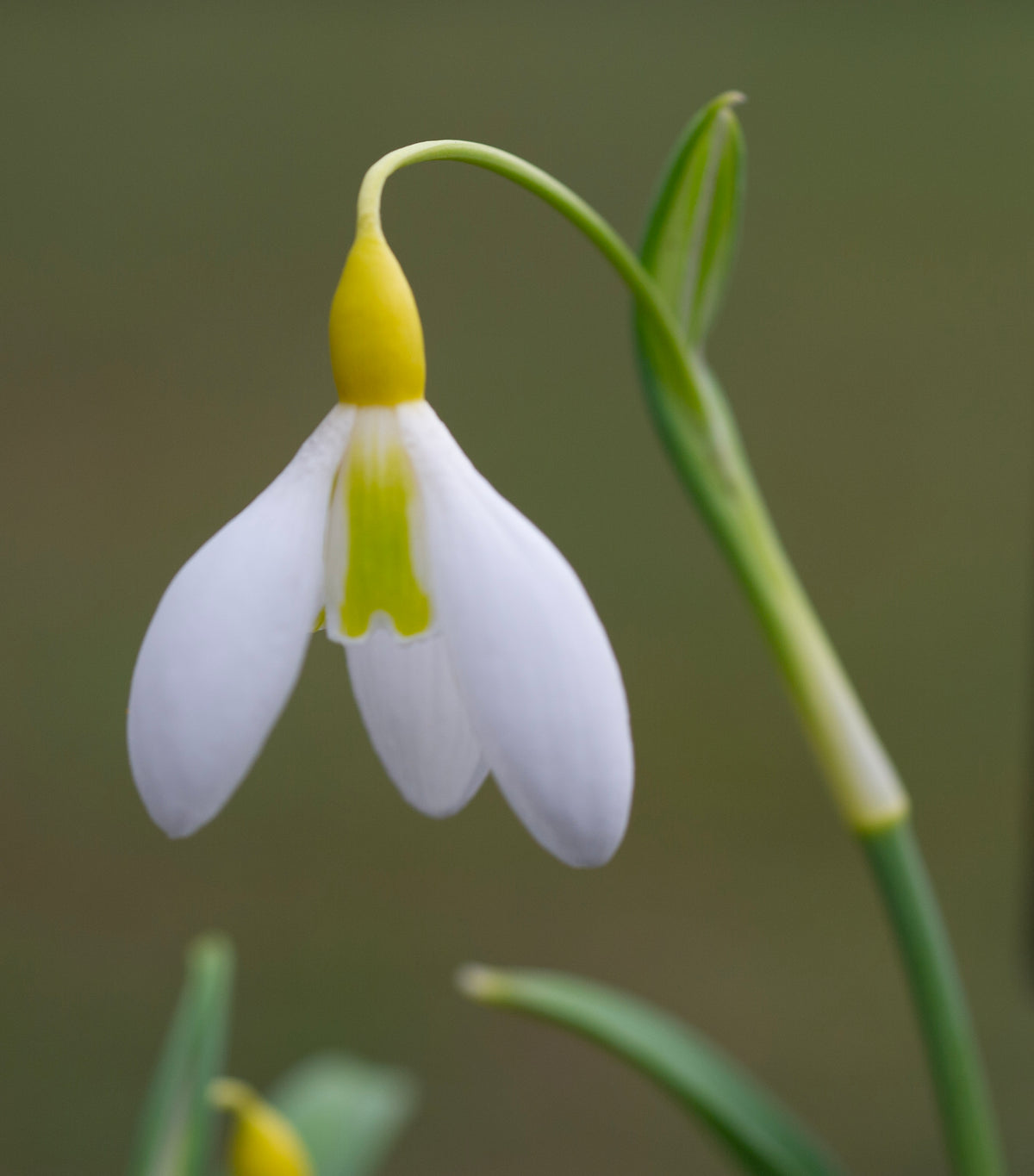 Galanthus 'Chantry Dazzle'