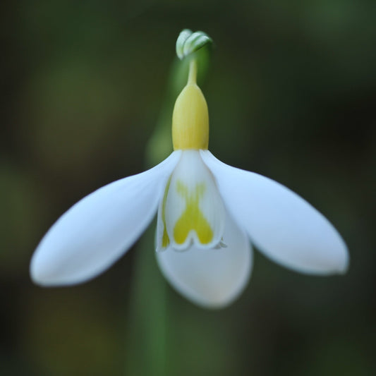 Galanthus 'Chantry Gold Cross' snowdrop flower
