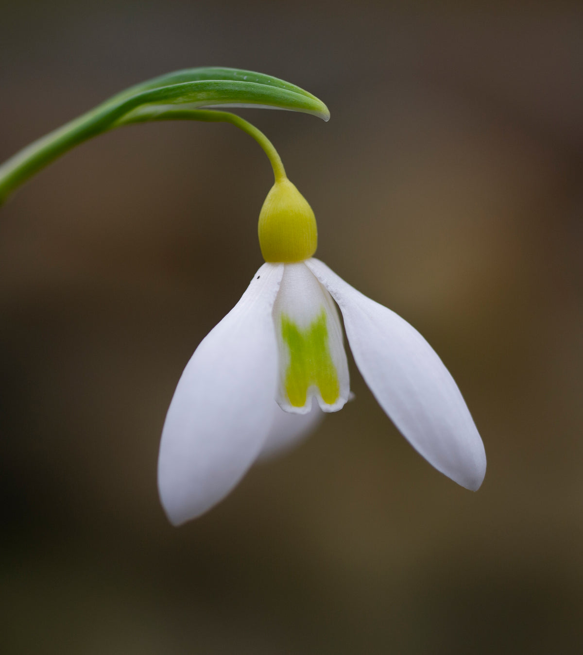 Galanthus 'Chantry Gold Cross' snowdrop – photo 3