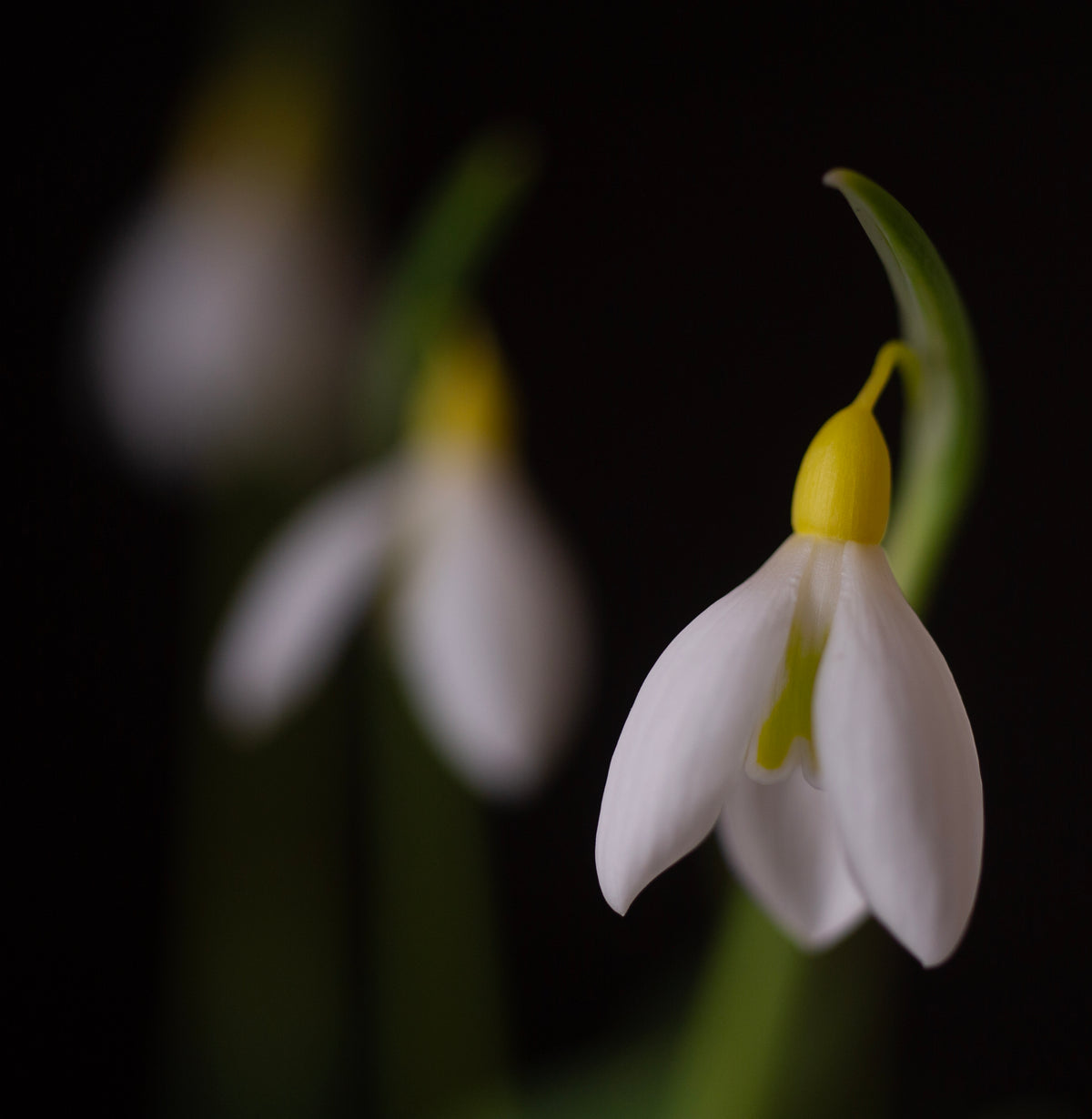 Galanthus 'Chantry Gold Cross' snowdrop – photo 4