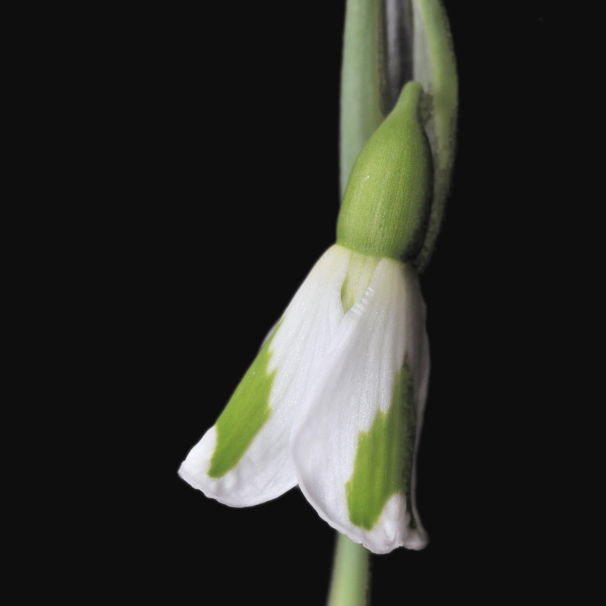Galanthus 'Chantry Lady' snowdrop flower