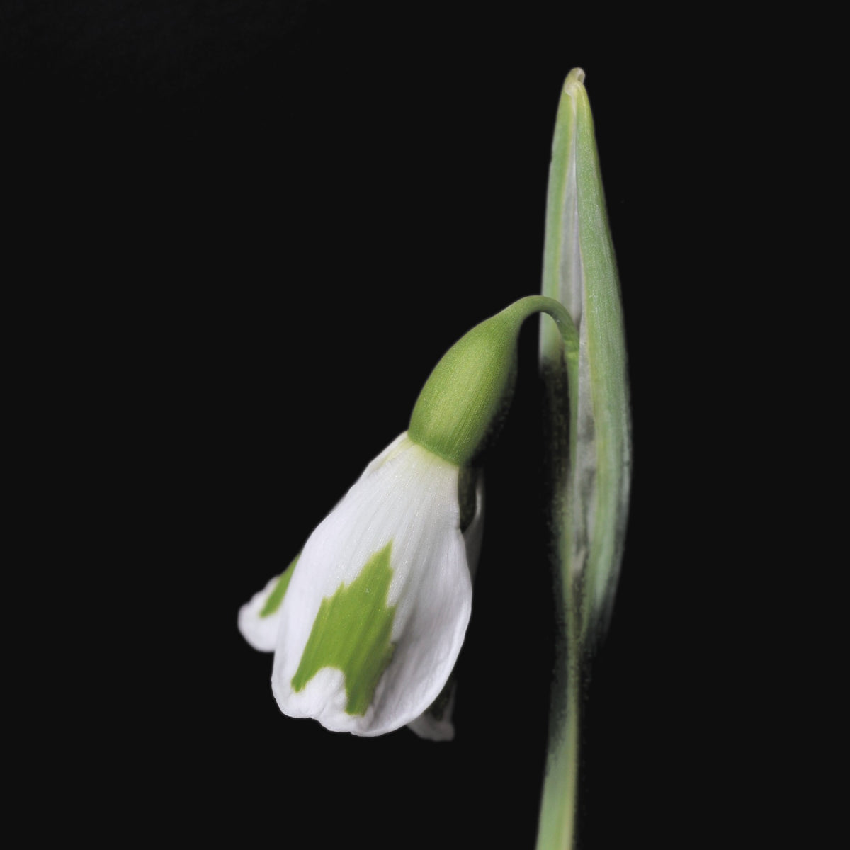 Galanthus 'Chantry Lady' snowdrop – photo 2
