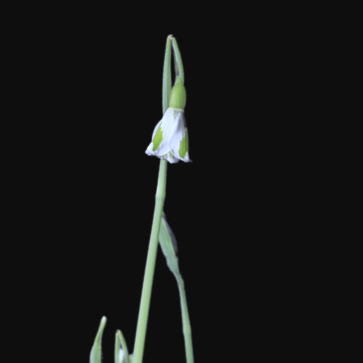 Galanthus 'Chantry Lady' snowdrop – photo 3
