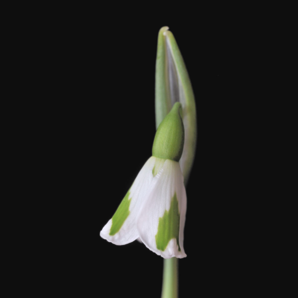 Galanthus 'Chantry Lady' snowdrop – photo 4
