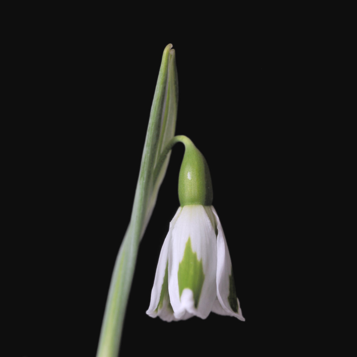 Galanthus 'Chantry Lady' snowdrop – photo 5