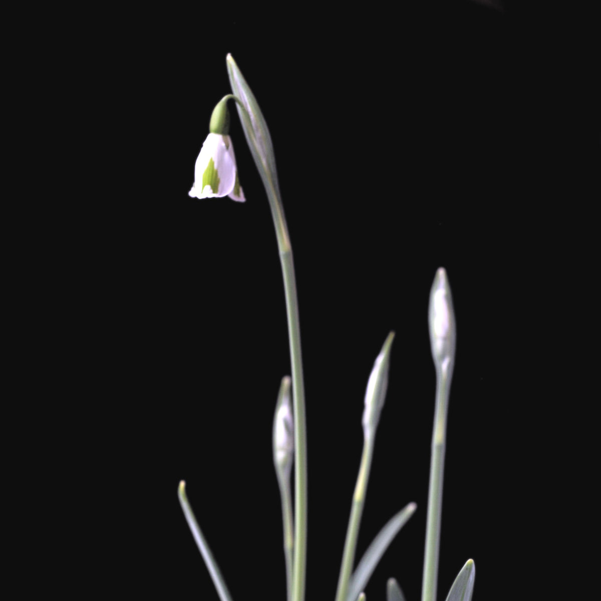 Galanthus 'Chantry Lady' snowdrop – photo 7