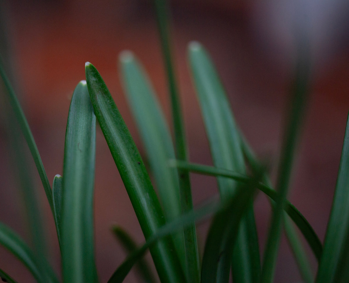 Galanthus reginae-olgae subsp. vernalis 'Christine' snowdrop – photo 12