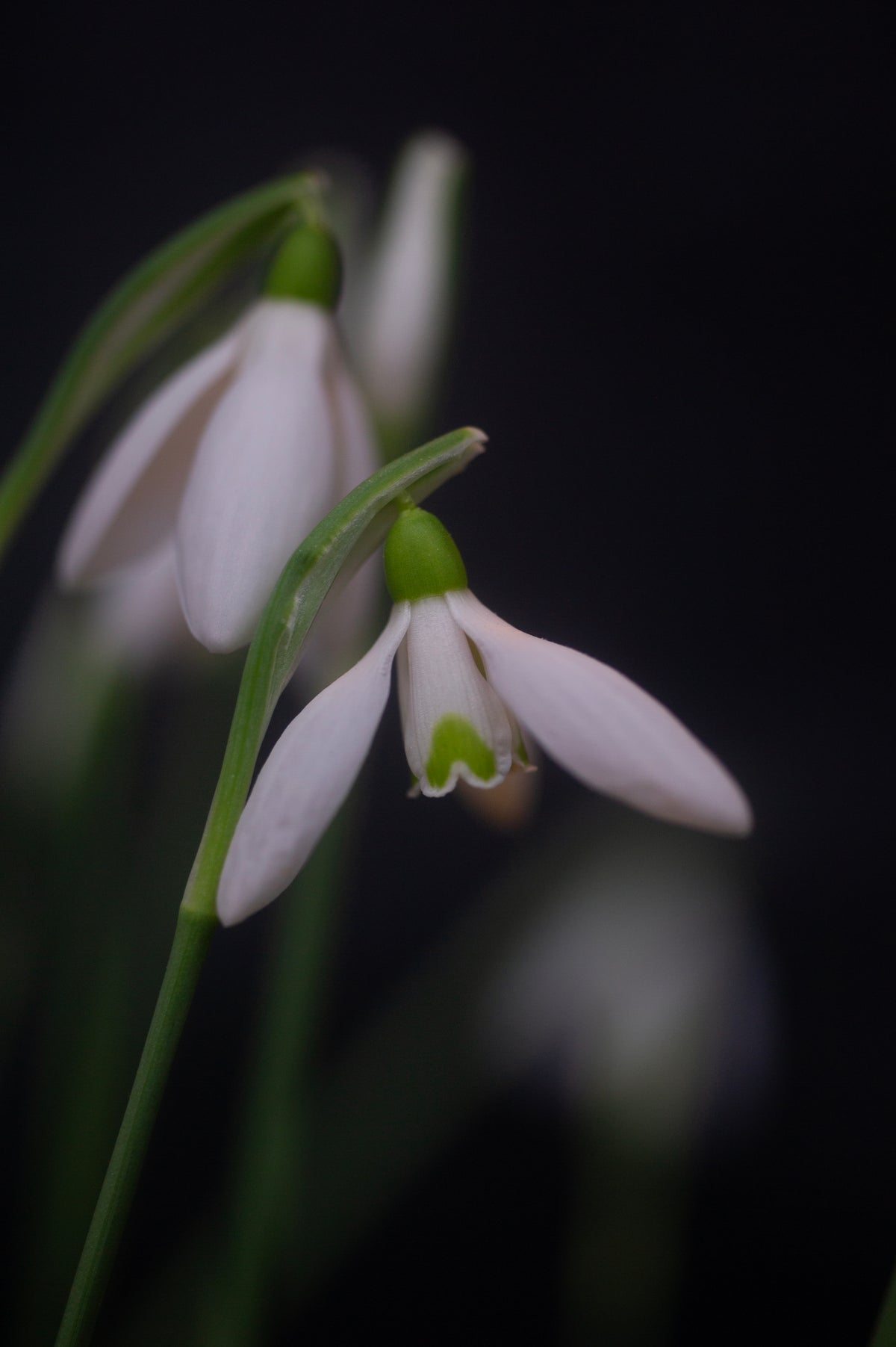Galanthus reginae-olgae subsp. vernalis 'Christine' snowdrop – photo 3