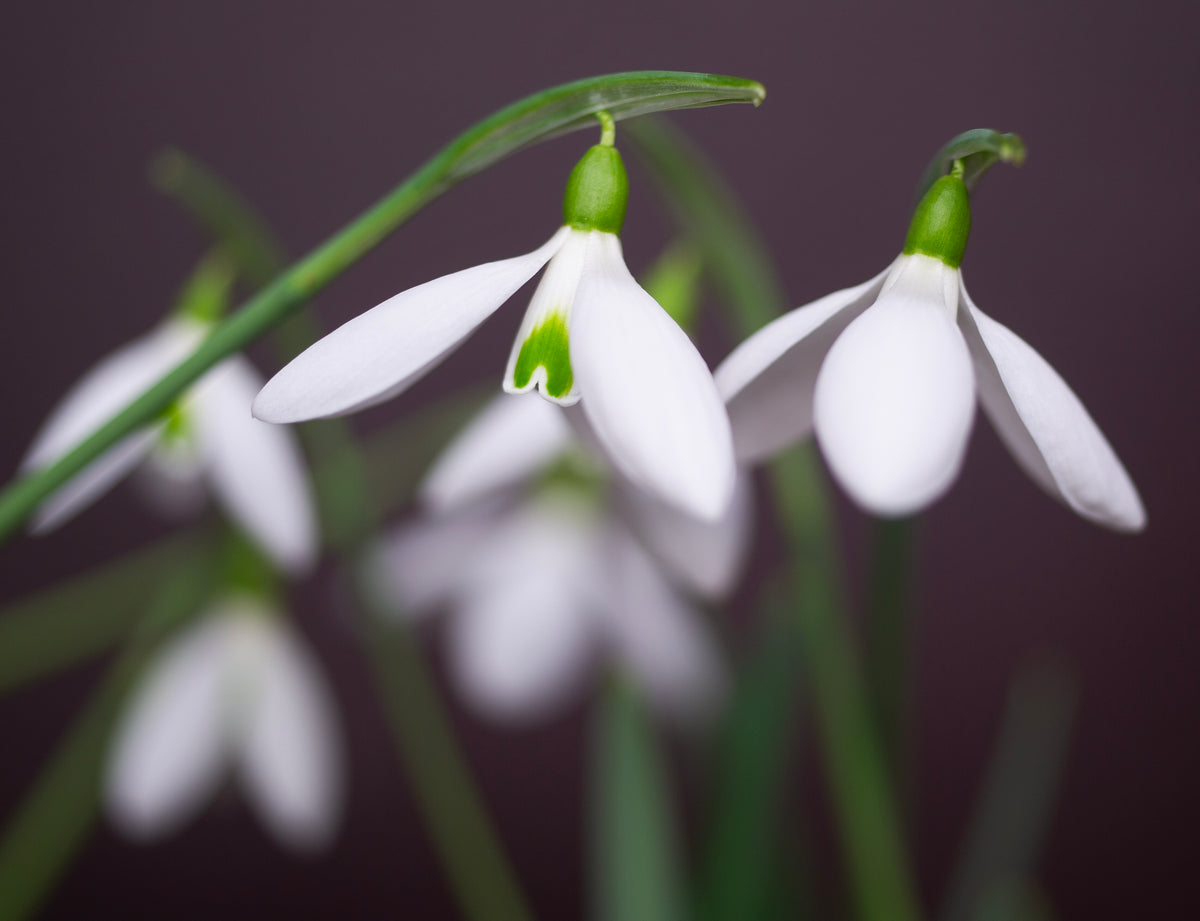 Galanthus reginae-olgae subsp. vernalis 'Christine' snowdrop – photo 4