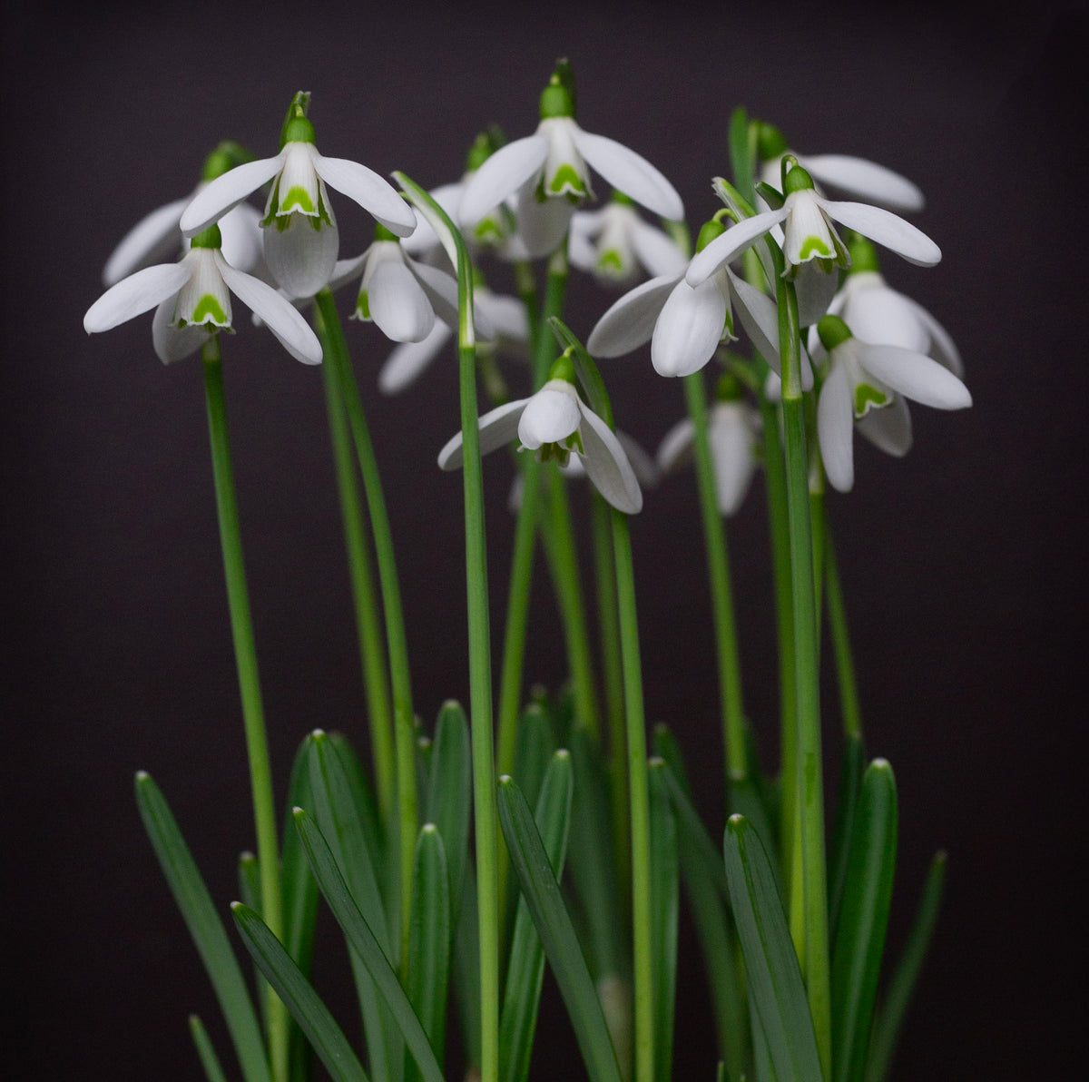 Galanthus reginae-olgae subsp. vernalis 'Christine' snowdrop – photo 2