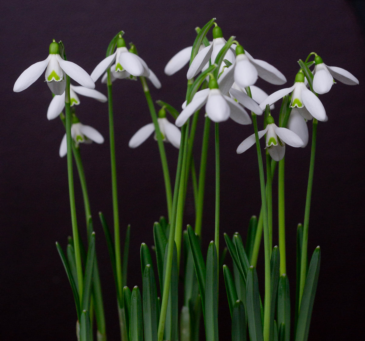 Galanthus reginae-olgae subsp. vernalis 'Christine' snowdrop – photo 5