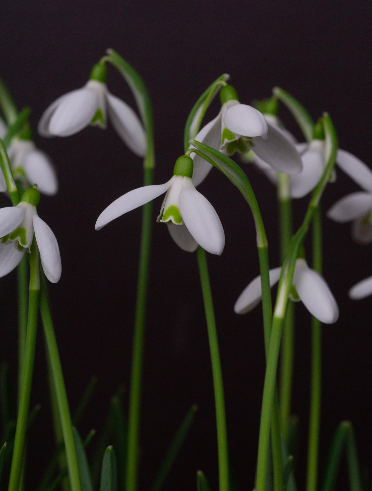Galanthus reginae-olgae subsp. vernalis 'Christine' snowdrop – photo 7