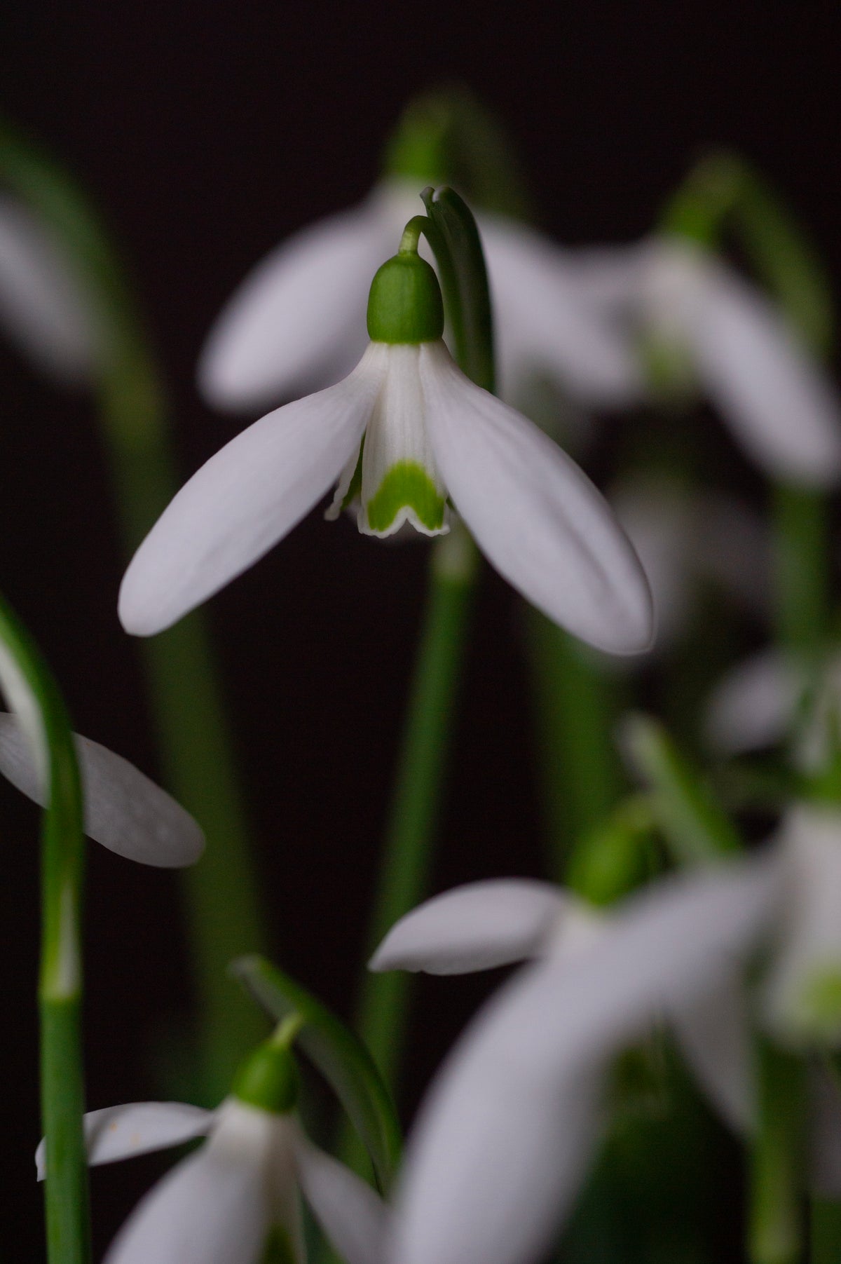 Galanthus reginae-olgae subsp. vernalis 'Christine' snowdrop – photo 9