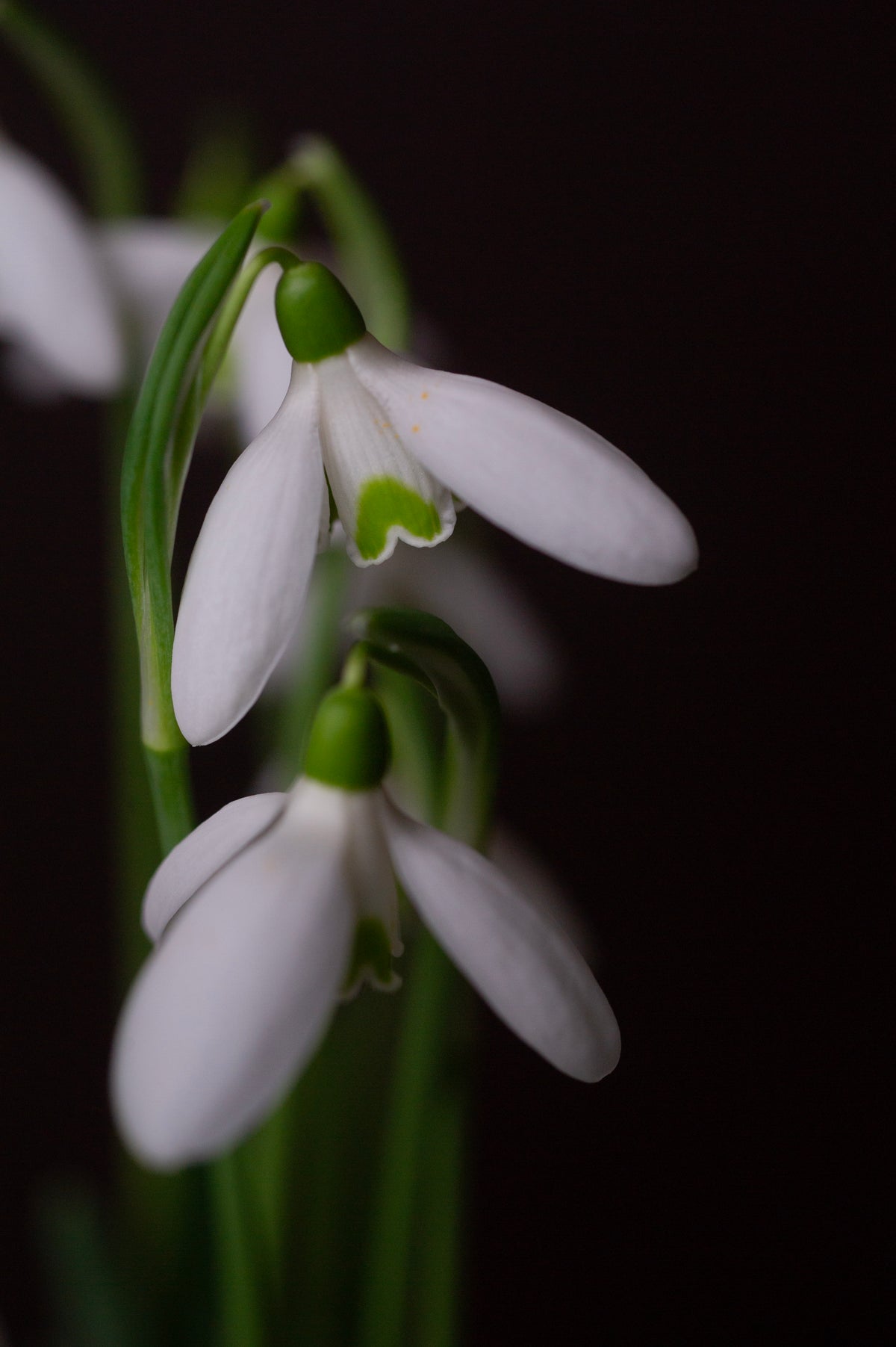 Galanthus reginae-olgae subsp. vernalis 'Christine' snowdrop – photo 10
