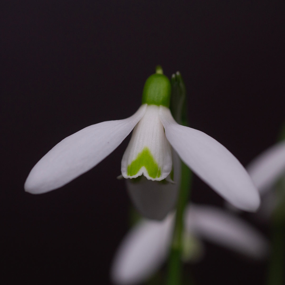 Galanthus reginae-olgae subsp. vernalis 'Christine' snowdrop flower